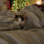 Penny is registered to the contest to win money with this photo: cat, calico_cat, bed, comforter, striped, indoor, christmas_tree, lights, holiday, decorations, cozy, pet, feline, looking, curious, warm, night, home, relaxing, domestic