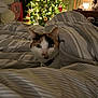 cat, calico_cat, bed, comforter, striped, indoor, christmas_tree, lights, holiday, decorations, cozy, pet, feline, looking, curious, warm, night, home, relaxing, domestic