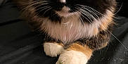 Ember joined the competition — help win amazing prizes! cat, calico, paw, cards, deck, striped, feline, fur, whiskers, closeup, indoor, pet, cute, animal, black, orange, white, soft, relaxed, playing