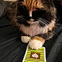 cat, calico, paw, cards, deck, striped, feline, fur, whiskers, closeup, indoor, pet, cute, animal, black, orange, white, soft, relaxed, playing