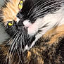Ember is registered to the contest to win money with this photo: cat, calico, close_up, whiskers, yellow_eyes, fur, pet, animal, mammal, indoor, portrait, feline, cute, fluffy, looking_away, colorful, soft, calm, domestic_animal, face