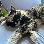 Ember is registered to the contest to win money with this photo: cat, sleeping, fluffy, fur, paw, indoor, resting, pet, animal, cozy, home, relaxed, closeup, whiskers, multicolor, cute, feline, soft, laying, nap