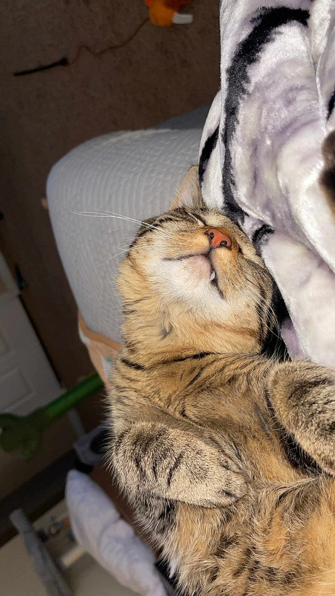 Walter joined the competition — help win amazing prizes! cat, tabby, sleeping, feline, pet, whiskers, fur, cozy, blanket, indoor, relaxed, cute, animal, napping, bedroom, soft, comfort, resting, closeup, domestic_cat