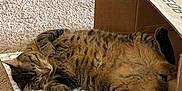 Walter is registered to the contest to win money with this photo: animal, cardboard_box, carpet, cat, cozy, cute, feline, fur, home, indoor, mat, nap, paws, pet, relaxed, resting, sleeping, striped, tabby, whiskers