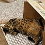 Walter is registered to the contest to win money with this photo: cat, tabby, sleeping, carpet, mat, cardboard_box, indoor, pet, fur, whiskers, paws, relaxed, cozy, animal, cute, resting, home, feline, striped, nap