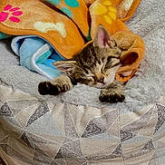 Walter is registered to the contest to win money with this photo: kitten, cat, sleeping, blanket, paw_print, bone_pattern, soft, bed, furry, cozy, tabby, pet, animal, cute, resting, indoor, comfort, small, fur, relaxed