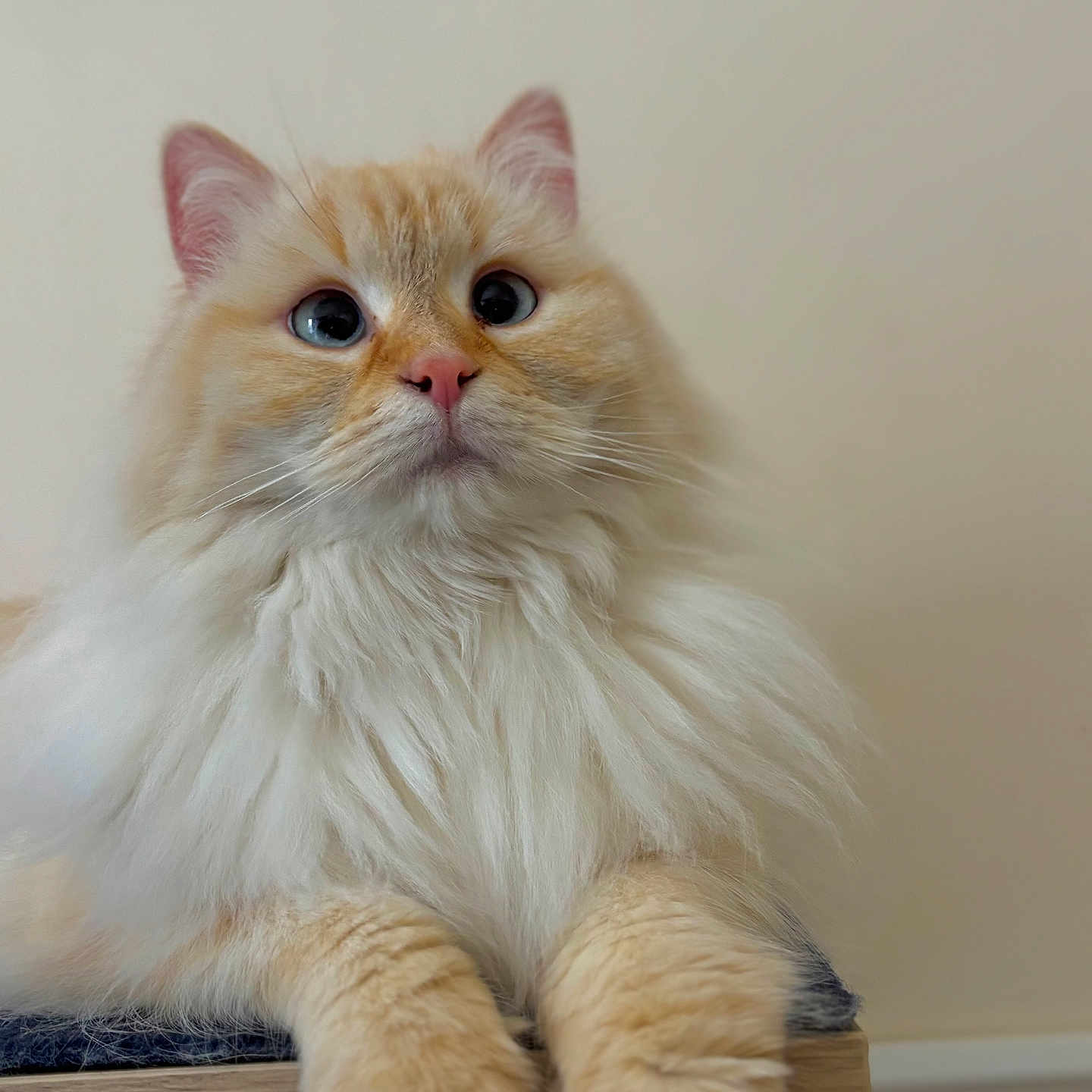 Luna participe au concours pour gagner de l'argent avec cette photo : animal, blue_eyes, cat, close_up, cream_color, cute, domestic, feline, fluffy, fur, household, indoor, mammal, paws, pet, portrait, relaxed, resting, sitting, whiskers
