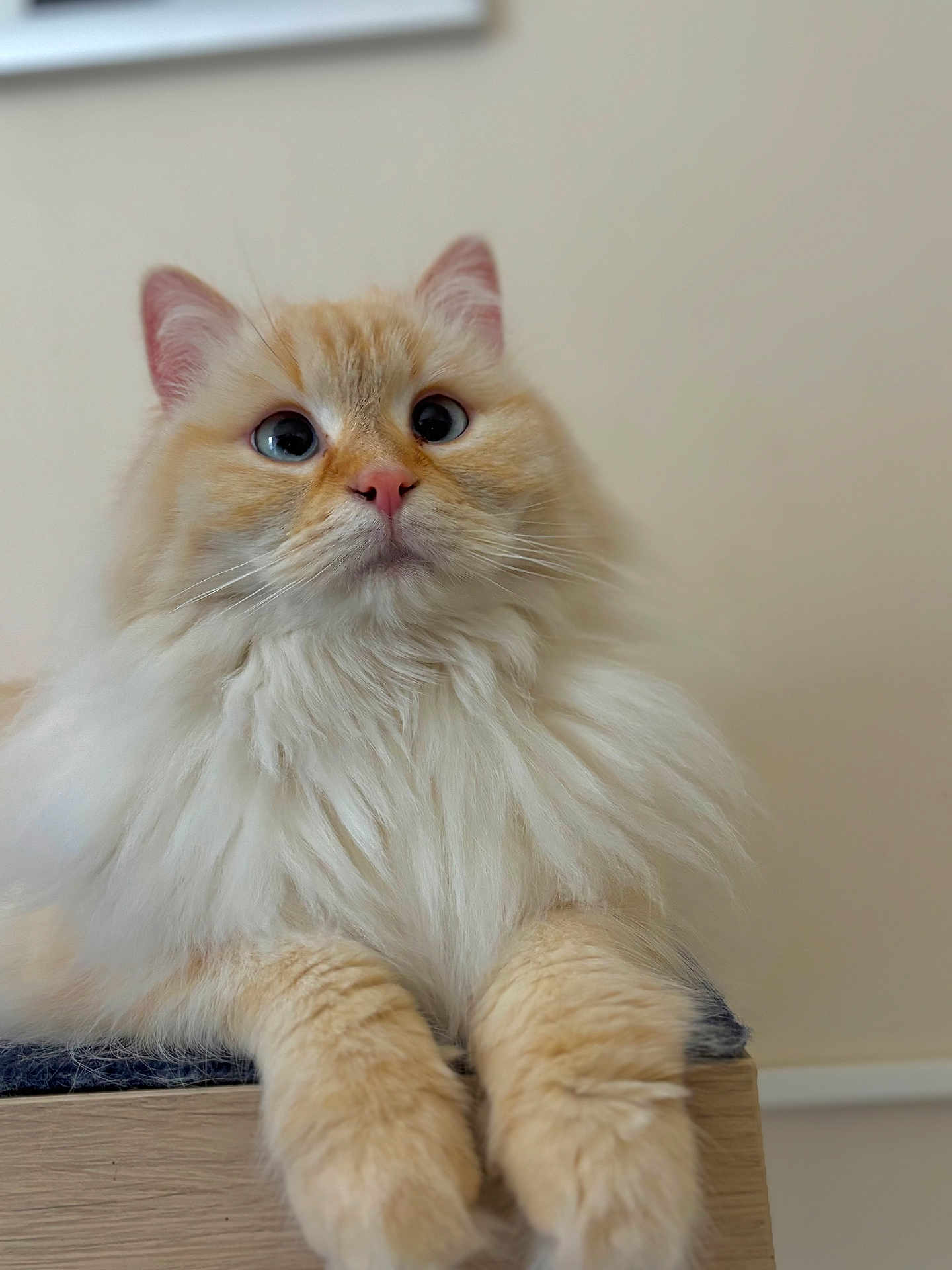 Luna participe au concours pour gagner de l'argent avec cette photo : cat, fluffy, blue_eyes, cream_color, pet, feline, indoor, resting, paws, close_up, animal, cute, domestic, whiskers, fur, portrait, mammal, relaxed, sitting, household