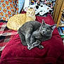animal, bed, blanket, cat, comfortable, cozy, curtains, domestic, ears, eyes, fur, furniture, ginger_cat, gray_cat, indoor, pet, pillow, relaxed, resting, stuffed_toy