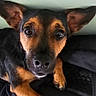 dog, pet, black_and_tan, ears, face, looking, curious, indoor, bag, leather, zipper, canine, fur, snout, paw, animal, portrait, alert, closeup, wall