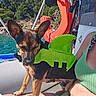 dog, life_jacket, boat, water, outdoor, sunny, person, glasses, green_tank_top, trees, coast, nature, summer, pet, animal, vacation, adventure, happy, closeup, smile