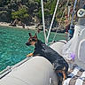 dog, boat, water, sea, beach, trees, nature, outdoor, sunny, inflatable_boat, canine, relaxing, turquoise_water, coast, vacation, summer, animal, landscape, leisure, scenic