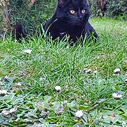Léo participe au concours pour gagner de l'argent avec cette photo : black_cat, cat, grass, flowers, garden, outdoor, nature, animal, pet, greenery, yellow_eyes, leafy, plant, feline, mammal, alert, resting, wildlife, flora, daylight