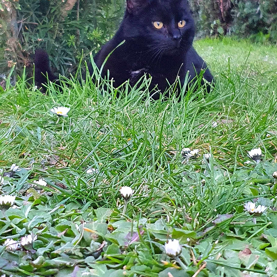 Léo