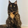 cat, tortoiseshell, feline, sitting, yellow_eyes, fluffy, fur, portrait, indoor, pet, animal, whiskers, ears, closeup, looking, front_view, cute, soft_light, neutral_background, majestic