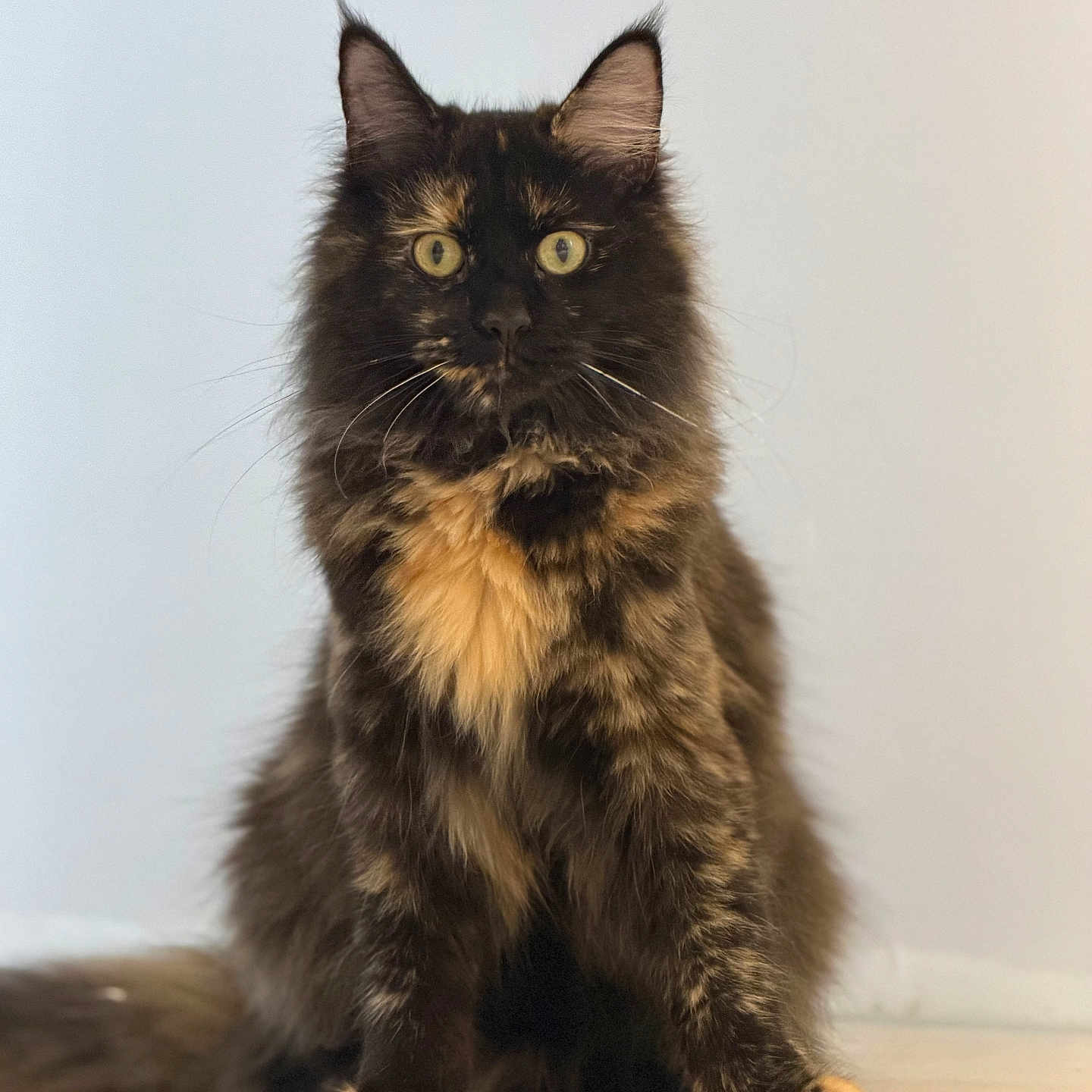 Shadow participe au concours pour gagner de l'argent avec cette photo : cat, tortoiseshell, feline, sitting, yellow_eyes, fluffy, fur, portrait, indoor, pet, animal, whiskers, ears, closeup, looking, front_view, cute, soft_light, neutral_background, majestic