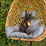 Shadow a rejoint le concours — aidez-le/la à gagner de superbes lots ! cat, tortoiseshell, pet, animal, outdoor, garden, hanging_chair, wicker, cushion, greenery, grass, sunlight, nature, relaxing, seated, feline, fur, eyes, leaves, wood