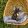 cat, tortoiseshell, pet, animal, outdoor, garden, hanging_chair, wicker, cushion, greenery, grass, sunlight, nature, relaxing, seated, feline, fur, eyes, leaves, wood