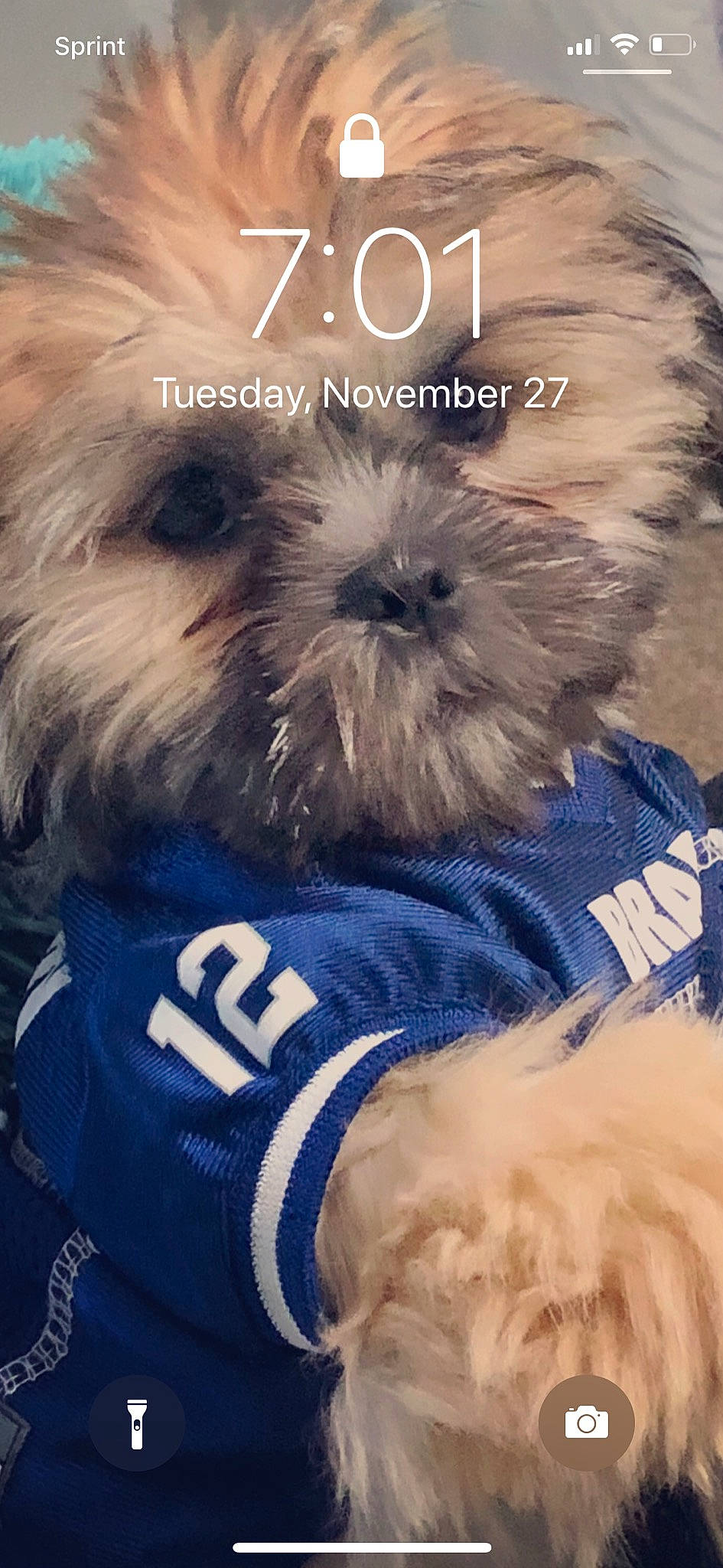 Gucci joined the competition — help win amazing prizes! affenpinscher, carnivoran, dog, dog_breed, dog_breed_group, dog_like_mammal, fur, photo_caption, puppy, shih_tzu, snout