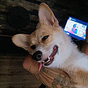 Tali participe au concours pour gagner de l'argent avec cette photo : animal, arm, blurred_background, canine, closeup, companion, dog, domestic, ears, fur, happy, indoor, nose, pet, playful, resting, smiling, tattoo, television, tongue_out