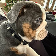 Wilson is registered to the contest to win money with this photo: puppy, dog, close_up, side_profile, collar, spiked_collar, indoor, living_room, christmas_tree, holiday_decor, black_fur, brown_fur, white_fur, cute, pet, animal, resting, cozy, soft_light, portrait