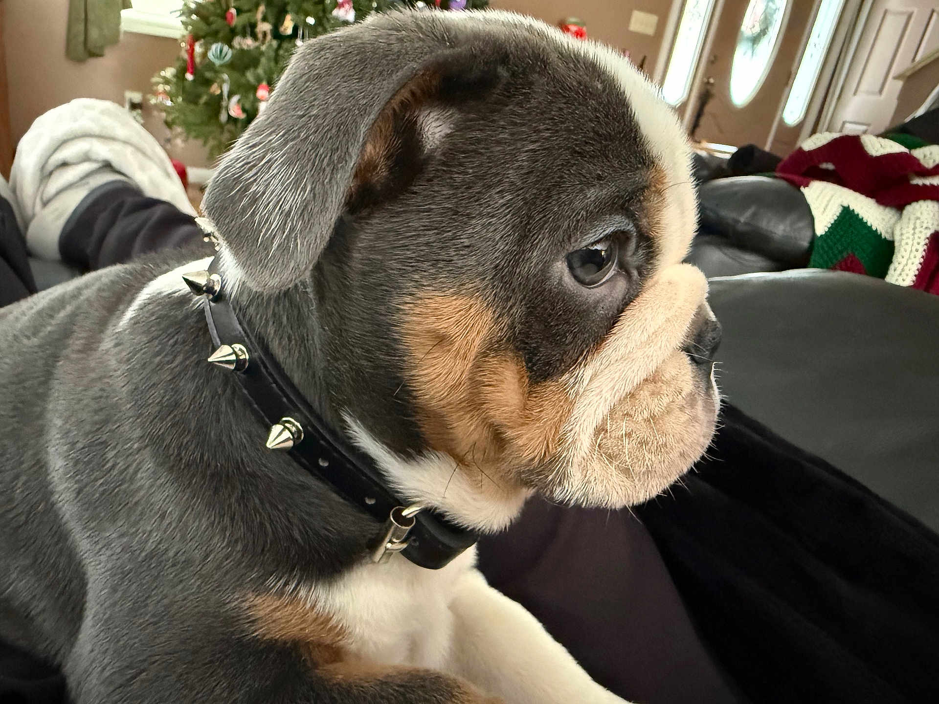 Wilson is registered to the contest to win money with this photo: puppy, dog, close_up, side_profile, collar, spiked_collar, indoor, living_room, christmas_tree, holiday_decor, black_fur, brown_fur, white_fur, cute, pet, animal, resting, cozy, soft_light, portrait