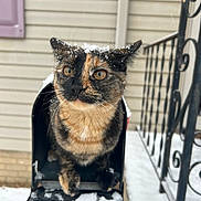 Olivia is registered to the contest to win money with this photo: cat, tortoiseshell_cat, snow, mailbox, porch, outdoor, winter, animal, pet, curious, feline, black_mailbox, snowflakes, fur, close_up, sitting, railing, beige_siding, daylight, weather