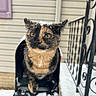 cat, tortoiseshell_cat, snow, mailbox, porch, outdoor, winter, animal, pet, curious, feline, black_mailbox, snowflakes, fur, close_up, sitting, railing, beige_siding, daylight, weather