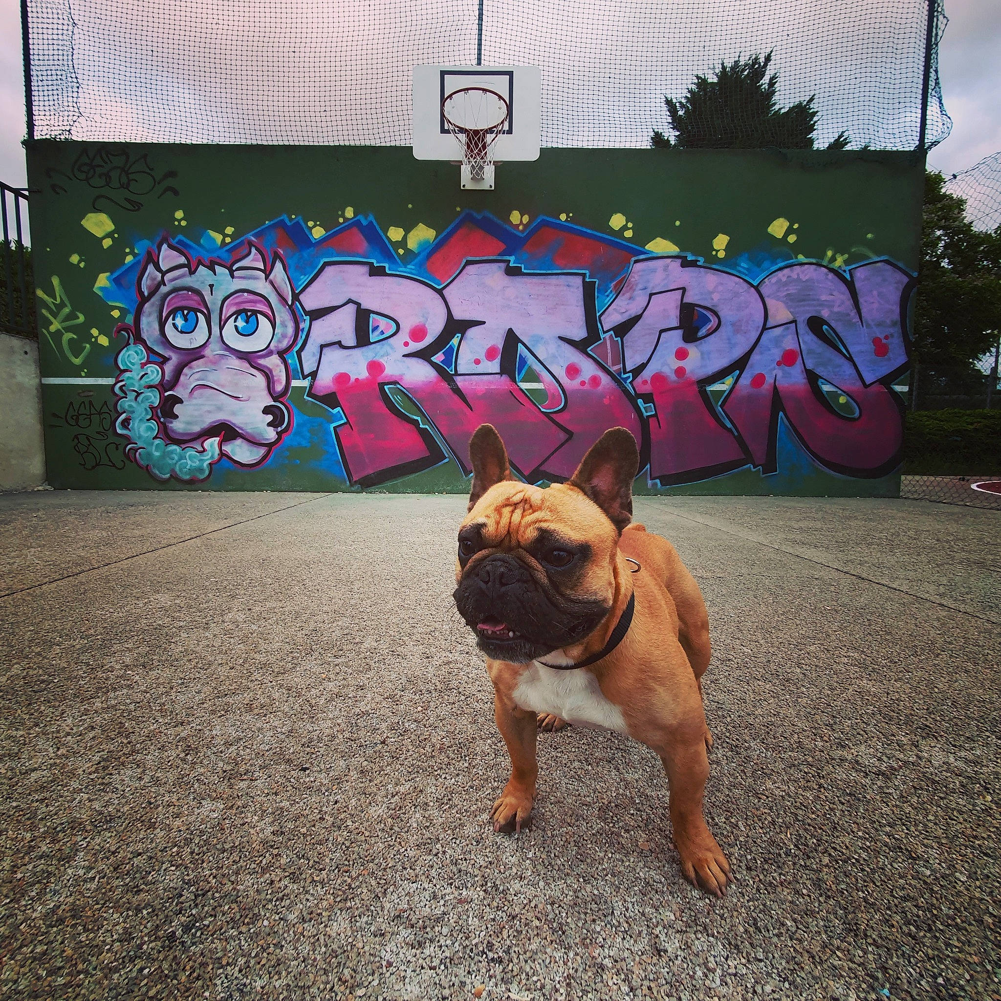 Rider a rejoint le concours — aidez-le/la à gagner de superbes lots ! art, asphalt, bulldog, carnivore, companion_dog, cool, dog, dog_breed, fawn, flooring, graffiti, plant, road, road_surface, sidewalk, snout, street, tints_and_shades, toy_dog, wrinkle