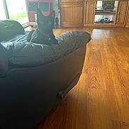 Pua joined the competition — help win amazing prizes! cat, black_cat, sofa, armrest, leather_furniture, living_room, hardwood_floor, television, entertainment_center, wooden_cabinet, window, natural_light, toy_truck, pet_collar, pet, indoor, sitting, gaze, yellow_eyes, furniture_scratches