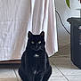Bella participe au concours pour gagner de l'argent avec cette photo : cat, black_cat, pet, indoor, tile_floor, curtain, plant, cable, sitting, yellow_eyes, whiskers, feline, portrait, domestic_cat, furniture, shadow, gaze, paws, white_patch, home