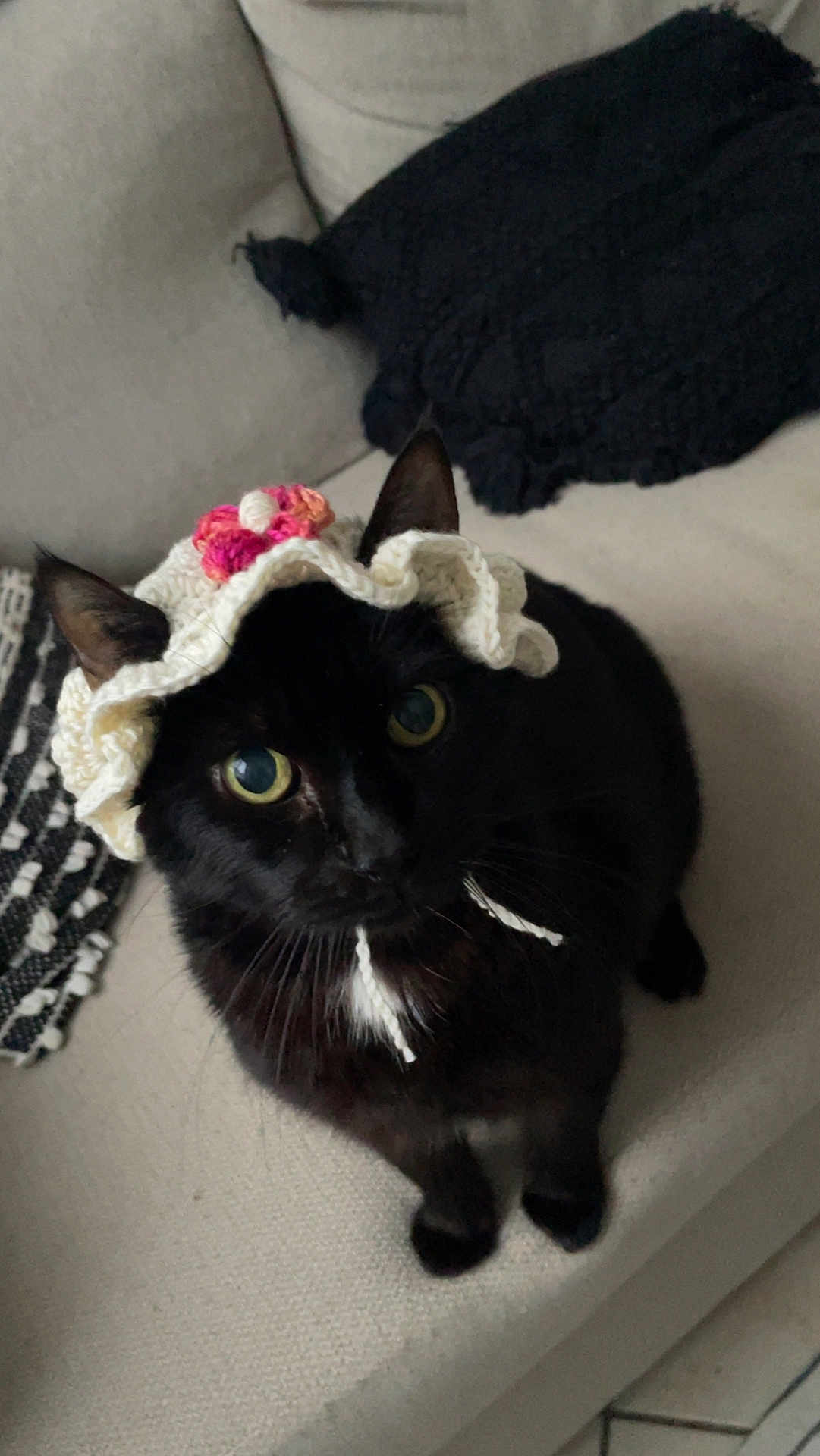 Bella a rejoint le concours — aidez-le/la à gagner de superbes lots ! cat, black_cat, crochet_hat, bonnet, couch, pillow, eyes, whiskers, ears, fur, pet, indoor, knit, cozy, portrait, looking_up, sitting, home_interior, textile, adorable