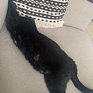 Bella a rejoint le concours — aidez-le/la à gagner de superbes lots ! cat, black_cat, pet, sofa, couch, cushion, pillow, patterned_pillow, fabric, indoor, relaxed, sleeping, stretched_out, tail, paw, fur, home, cozy, living_room, tile_floor