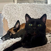 Nounouche participe au concours pour gagner de l'argent avec cette photo : black_cat, dog, couch, blanket, indoor, relaxed, pet, fur, animal, cozy, resting, living_room, patterned_fabric, ears, sleeping_dog, feline, canine, domestic, companion, household