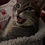 cat, tabby, gray_cat, pet, animal, fur, whiskers, blanket, cozy, indoor, closeup, face, mouth_open, expression, feline, cute, fur_texture, domestic_cat, resting, soft