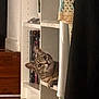 cat, tabby, shelf, books, indoor, curious, peeking, clothing, wood_floor, white_shelf, furniture, pet, animal, household, cozy, looking, ears, whiskers, face, eyes