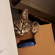 Nova participe au concours pour gagner de l'argent avec cette photo : adventure, animal, brown, cardboard_box, cat, claw, close_up, curiosity, curious, ears, feline, gray, hiding, indoor, paw, peeking, pet, tabby, whiskers, wide_eyes