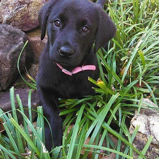 Precious
