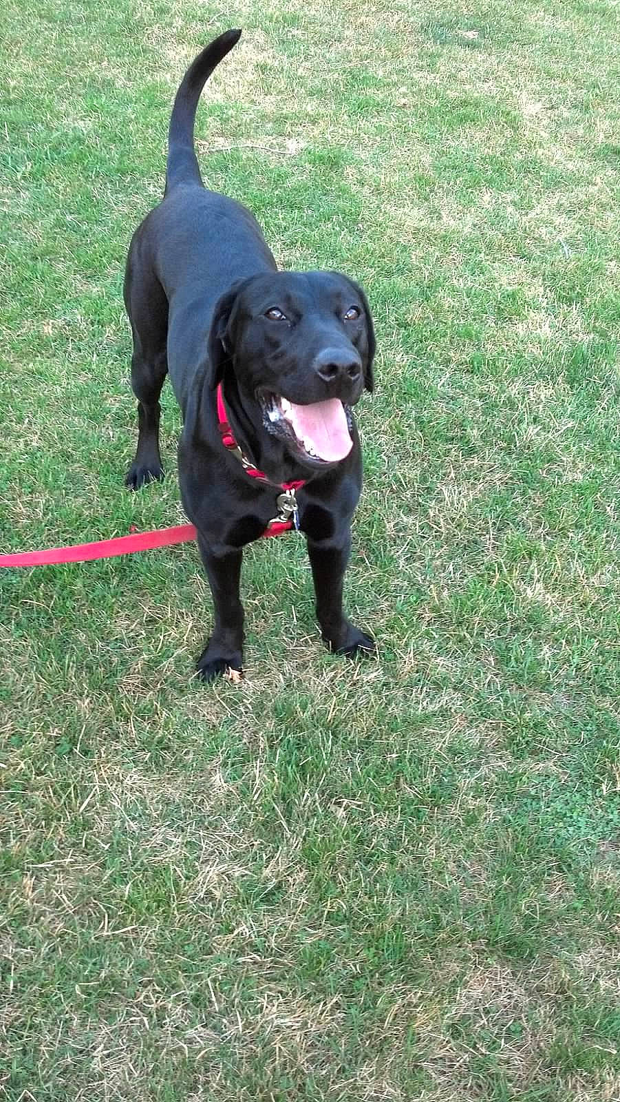 Archer joined the competition — help win amazing prizes! borador, carnivore, collar, companion_dog, dog, dog_breed, dog_collar, dog_supply, grass, guard_dog, gun_dog, leash, personal_protective_equipment, plant, retriever, snout, sporting_group, tail, whiskers, working_animal