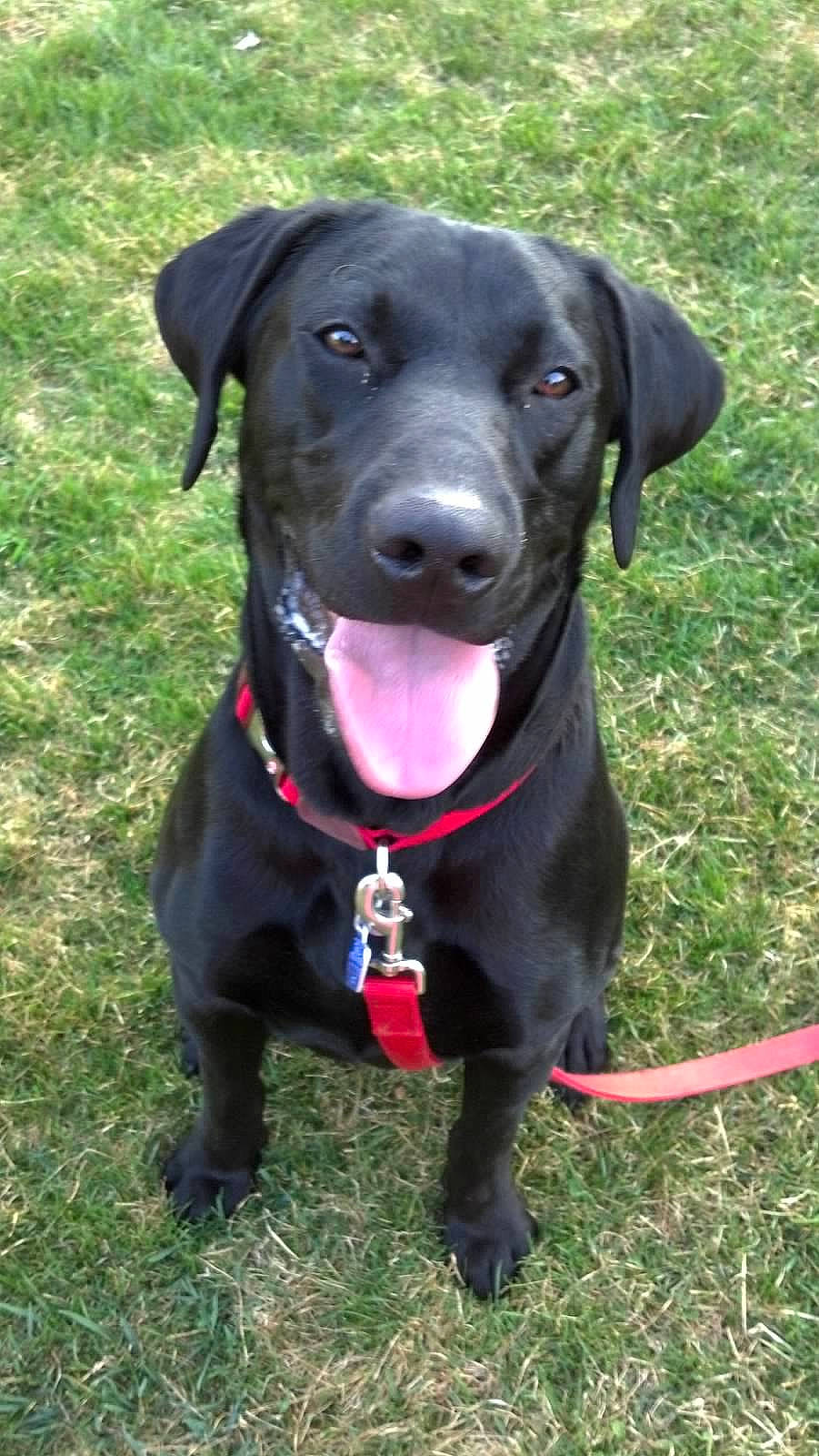 Archer is registered to the contest to win money with this photo: borador, canidae, carnivore, collar, companion_dog, dog, dog_breed, dog_collar, dog_supply, event, grass, gun_dog, leash, liver, personal_protective_equipment, pet_supply, snout, sporting_group, whiskers, working_animal