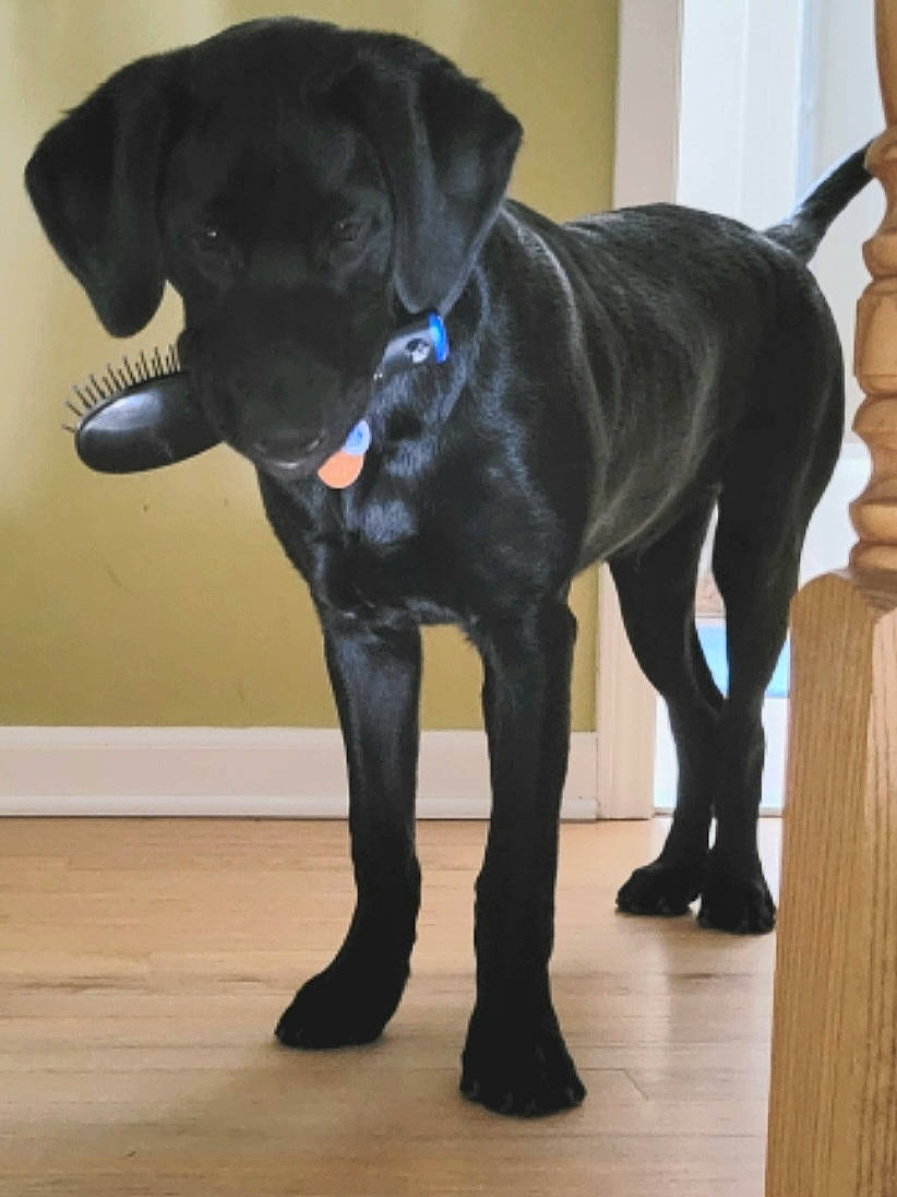 Gunner is registered to the contest to win money with this photo: borador, canidae, carnivore, collar, companion_dog, dog, dog_breed, dog_collar, fawn, fur, gun_dog, liver, pet_supply, retriever, snout, sporting_group, tail, terrestrial_animal, whiskers, working_animal