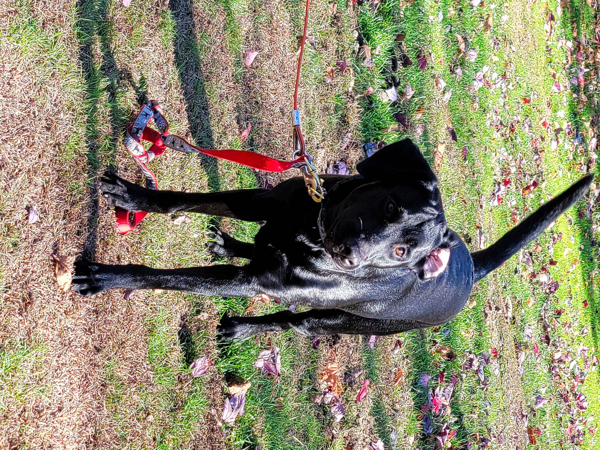 Gunner joined the competition — help win amazing prizes! art, canidae, carmine, carnivore, dog, dog_breed, flower, grass, people_in_nature, plant, recreation, shadow, shrub, soil, sporting_group, tail, tree, trunk, working_animal