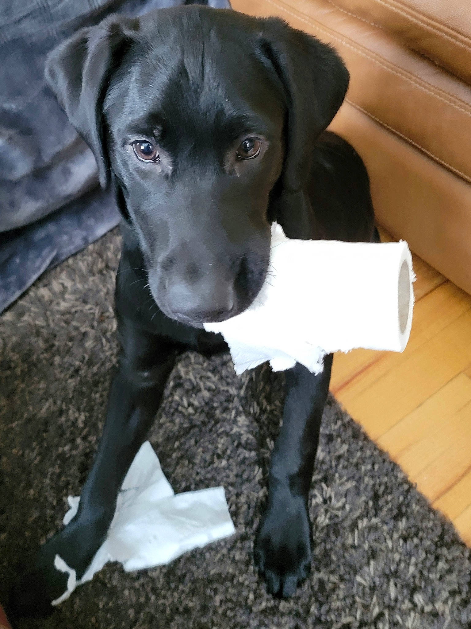 Gunner joined the competition — help win amazing prizes! borador, canidae, carnivore, collar, companion_dog, dog, dog_breed, dog_collar, dog_supply, fawn, fur, hunting_dog, non_sporting_group, pet_supply, snout, sporting_group, vehicle_door, whiskers, working_animal