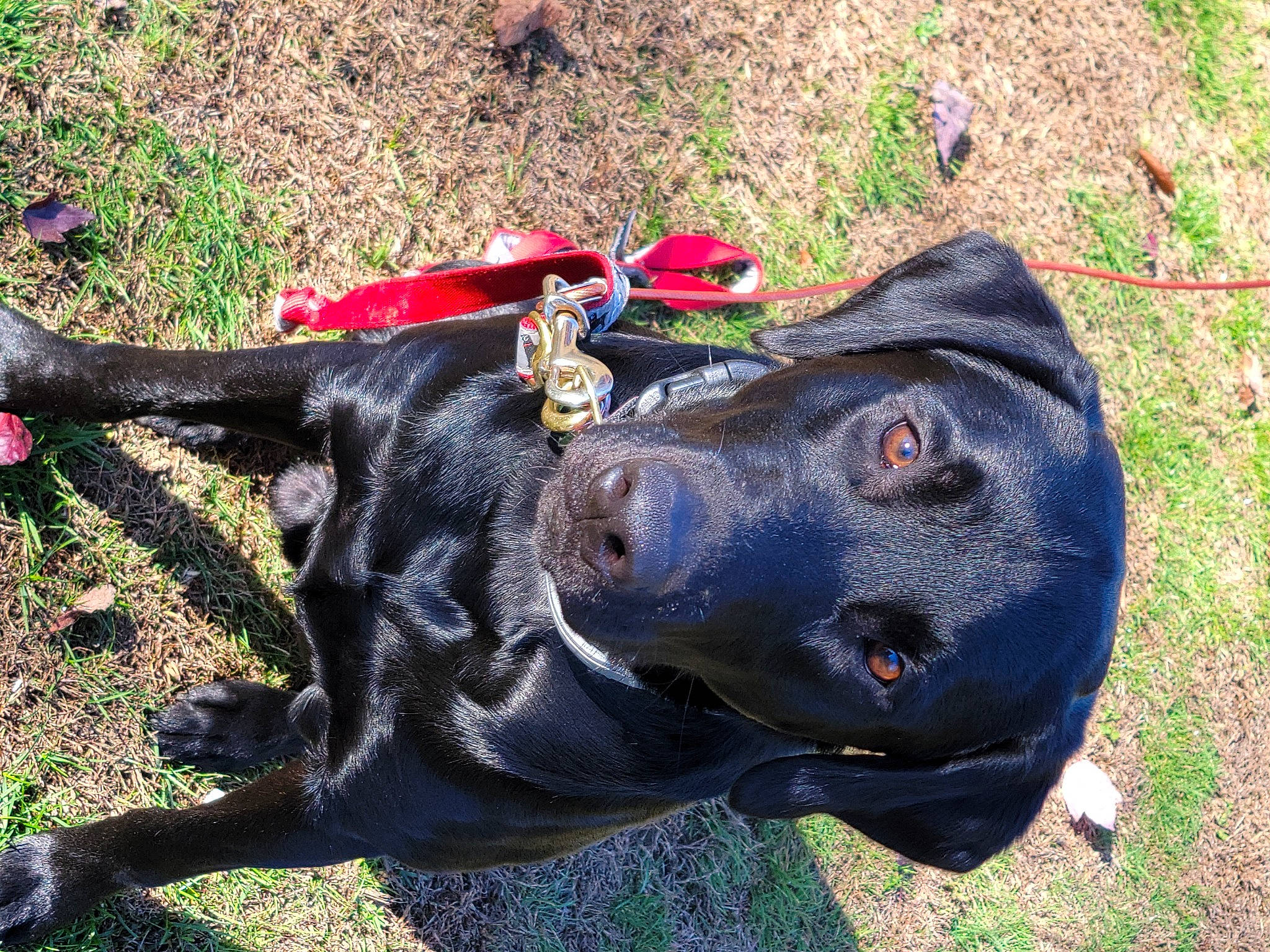 Gunner joined the competition — help win amazing prizes! borador, canidae, carnivore, collar, dog, dog_breed, dog_collar, electric_blue, fashion_accessory, fawn, grass, guard_dog, leash, plant, sculpture, snout, sporting_group, tail, terrestrial_animal, working_animal