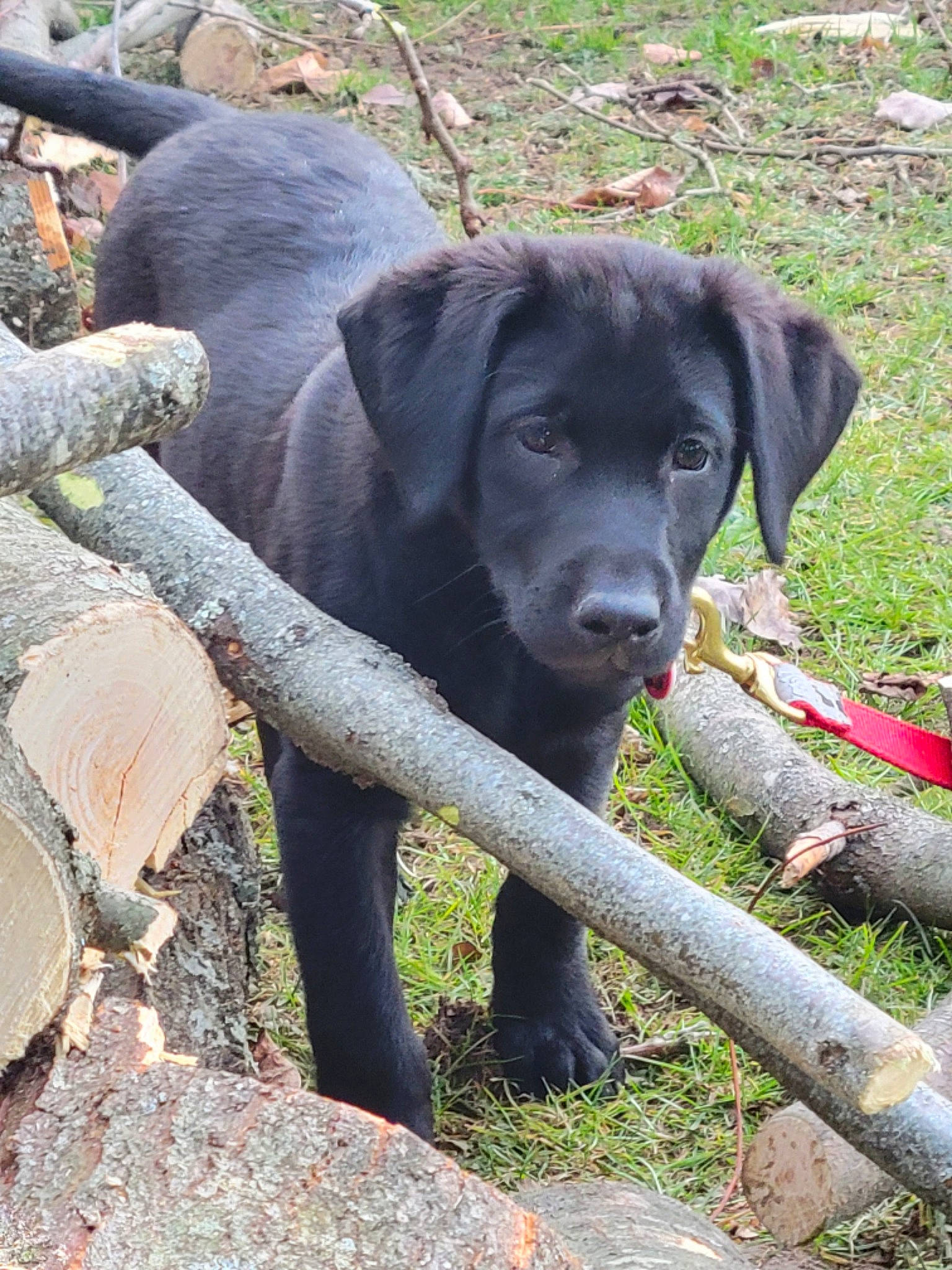 Gunner joined the competition — help win amazing prizes! borador, canidae, carnivore, companion_dog, dog, dog_breed, dog_collar, fawn, grass, gun_dog, labrador_retriever, plant, retriever, snout, sporting_group, tail, terrestrial_animal, tree, wildlife, working_animal