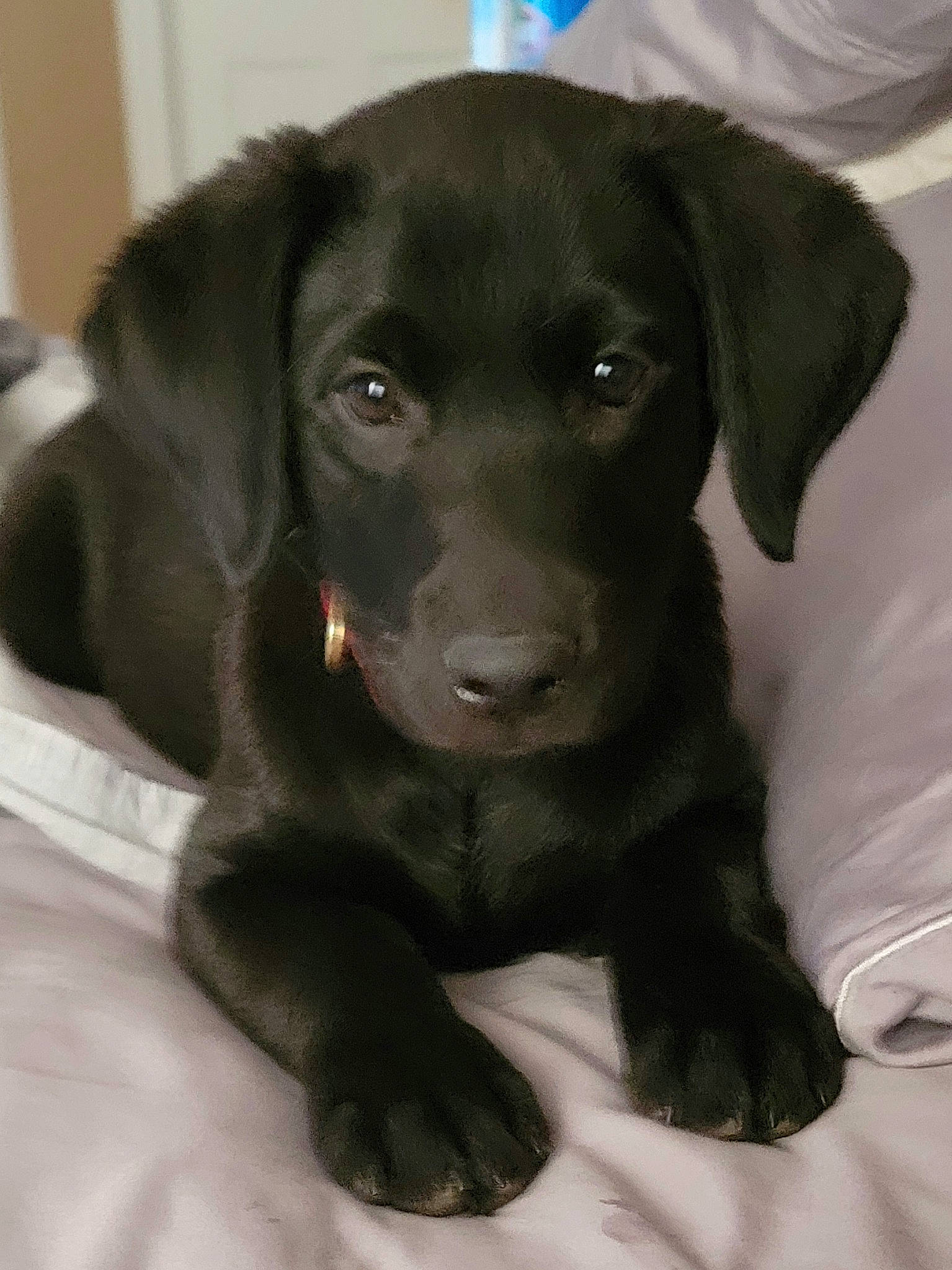 Gunner joined the competition — help win amazing prizes! borador, canidae, carnivore, collar, companion_dog, dog, dog_breed, dog_collar, fur, gun_dog, hunting_dog, labrador_retriever, liver, personal_protective_equipment, pointing_breed, retriever, snout, sporting_group, whiskers, working_animal