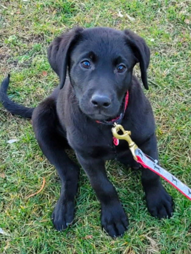 Gunner joined the competition — help win amazing prizes! borador, canidae, carnivore, collar, companion_dog, dog, dog_breed, dog_collar, dog_supply, grass, gun_dog, leash, pet_supply, plant, retriever, snout, sporting_group, terrestrial_animal, whiskers, working_animal