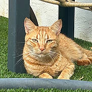 Tigrou participe au concours pour gagner de l'argent avec cette photo : cat, orange_tabby, ginger_cat, feline, pet, animal, outdoor, grass, garden, sunlight, lying_down, sitting, relaxed, portrait, whiskers, ears, fur, greenery, chair, backyard