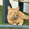 cat, orange_tabby, ginger_cat, feline, pet, animal, outdoor, grass, garden, sunlight, lying_down, sitting, relaxed, portrait, whiskers, ears, fur, greenery, chair, backyard