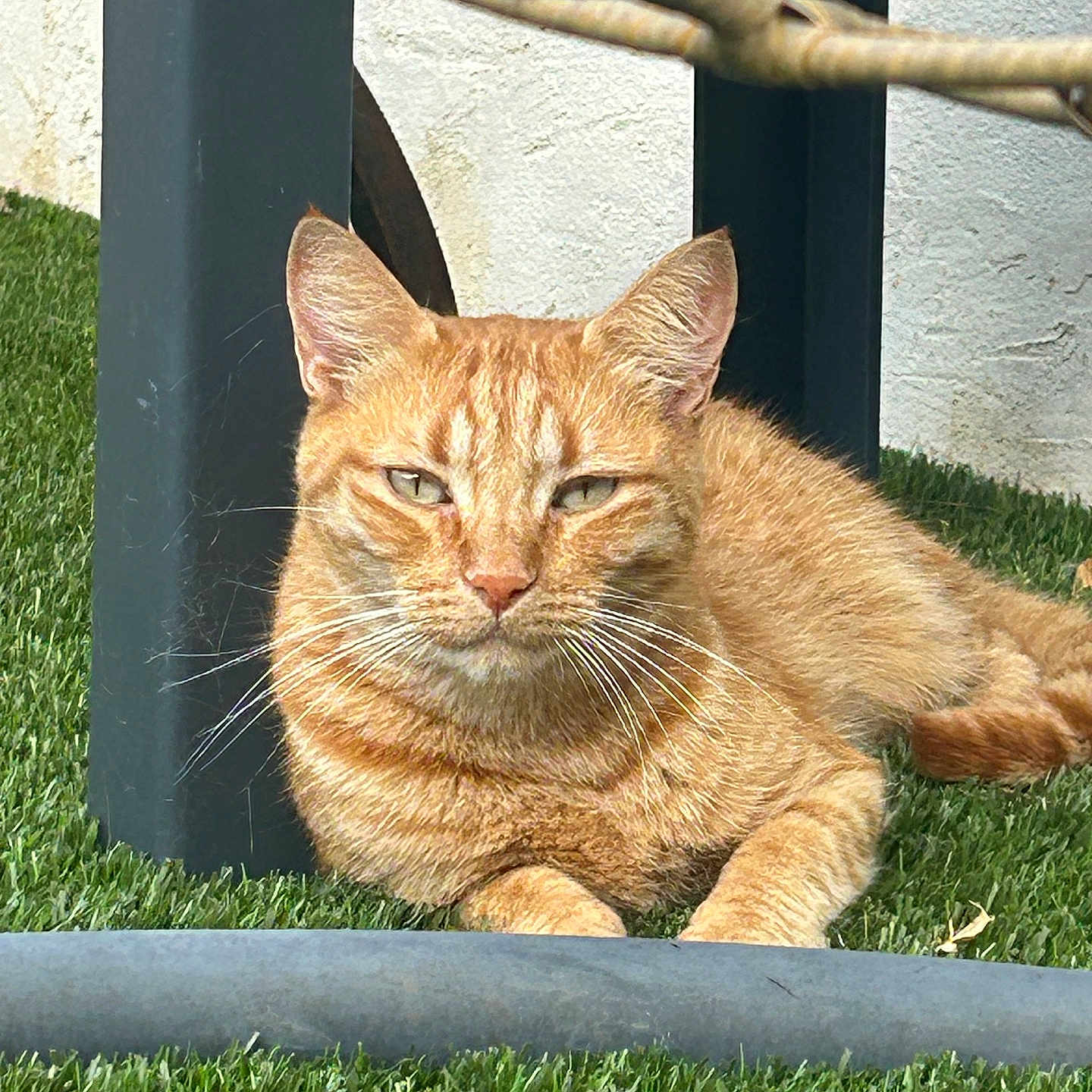 Tigrou participe au concours pour gagner de l'argent avec cette photo : cat, orange_tabby, ginger_cat, feline, pet, animal, outdoor, grass, garden, sunlight, lying_down, sitting, relaxed, portrait, whiskers, ears, fur, greenery, chair, backyard